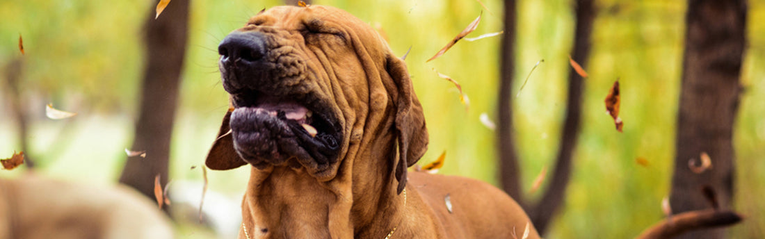 Pruebas de Alergia para Perros