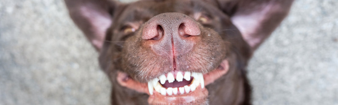 Guía para Limpiar los Dientes de tu Perro sin Tener que Cepillar