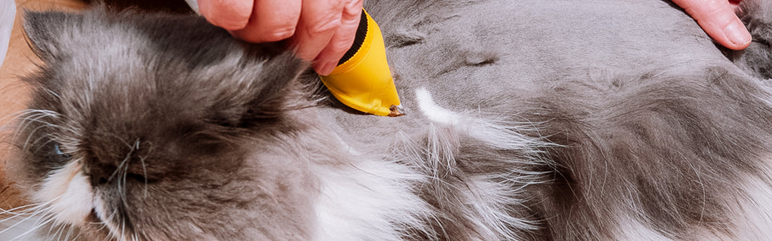 Cortes de Pelo para Gato