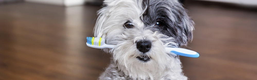 La Mejor Comida Para Perros Para Evitar Los Dientes En Mal Estado