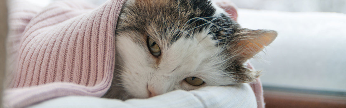 Problemas Estomacales en Gatos