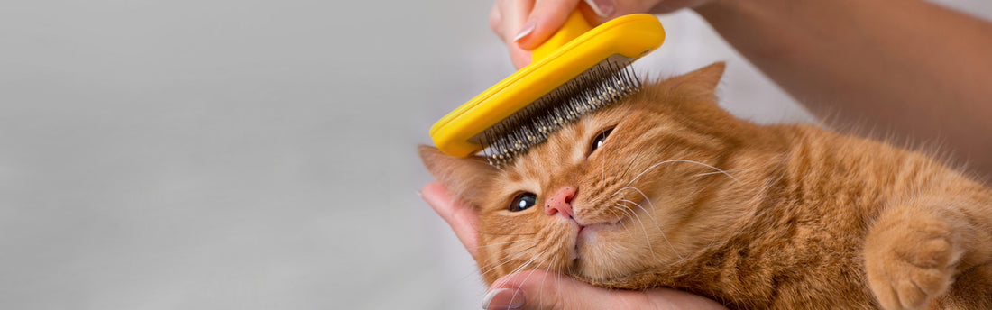 Aseo de Gatos
