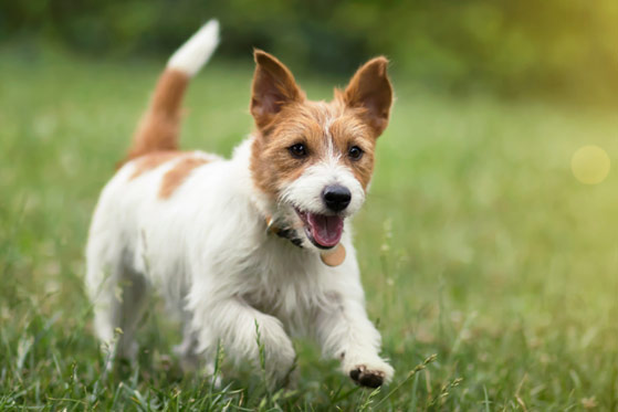 Accesorios Para Perros