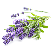 Lavender Oil