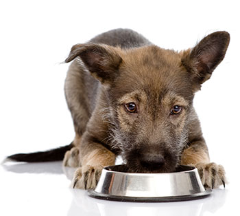 Cómo Librarse De Los Gusanos De Los Perros