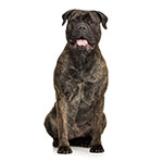 Bull Mastiff