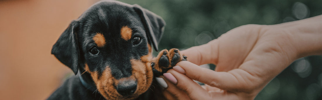 Como Recortar Las Uñas De Tu Cachorro?