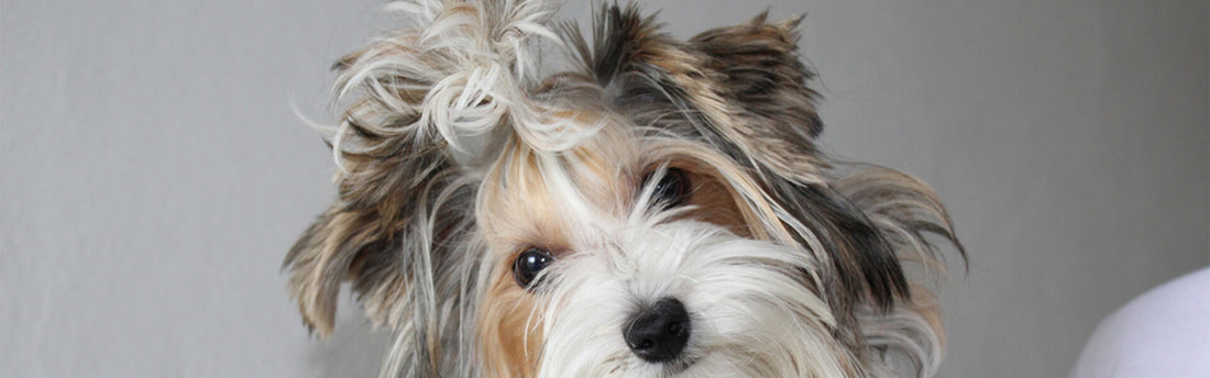 Arregla la Cara de Tu Perro