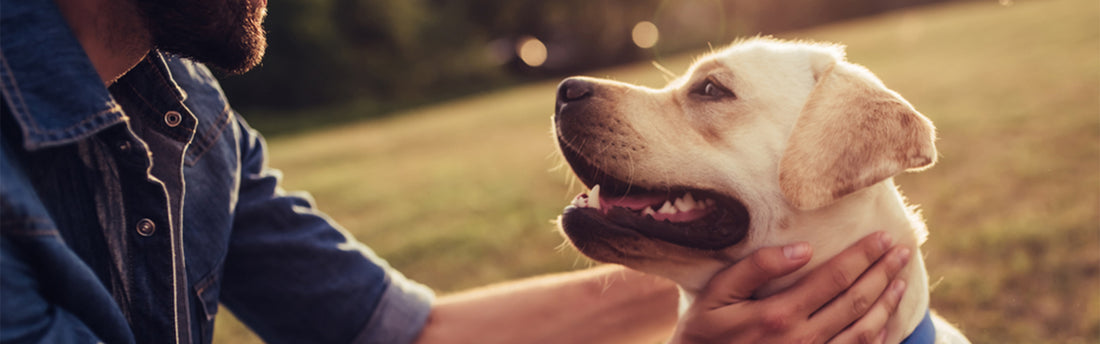 Colágeno para Perros