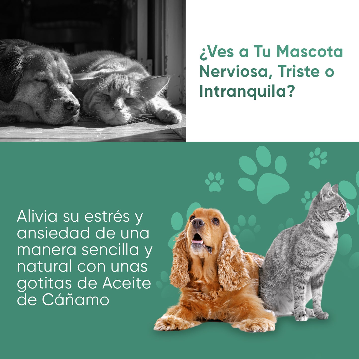 Aceite de Cáñamo para Perros y Gatos