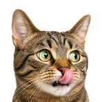 Gatos