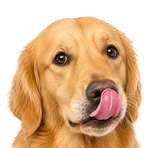 Perros